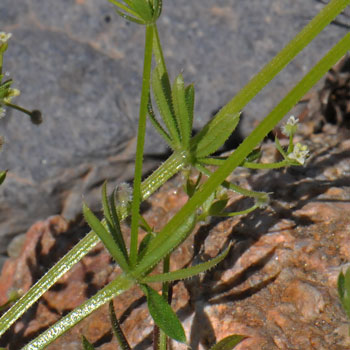Common Bedstraw is widely distributed across North America. There are about 85 species in the genus Galium in North America, about a dozen or so in each of the southwestern states. Galium aparine